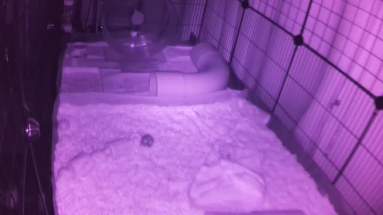 Hedgehog 20250723234804