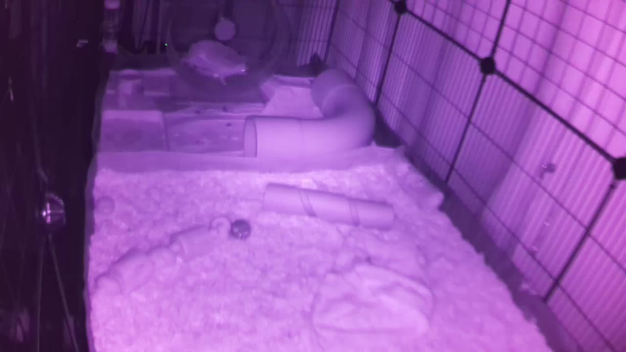 Hedgehog 20250724054102