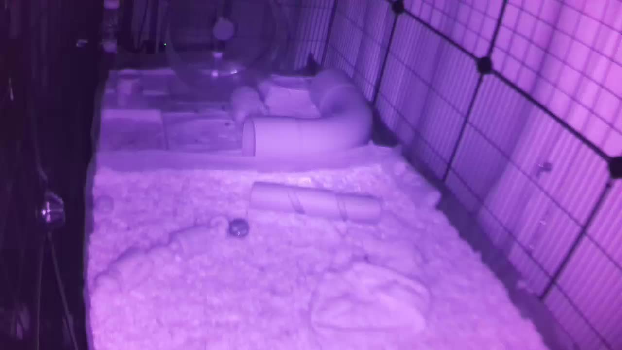 Hedgehog 20250724055155