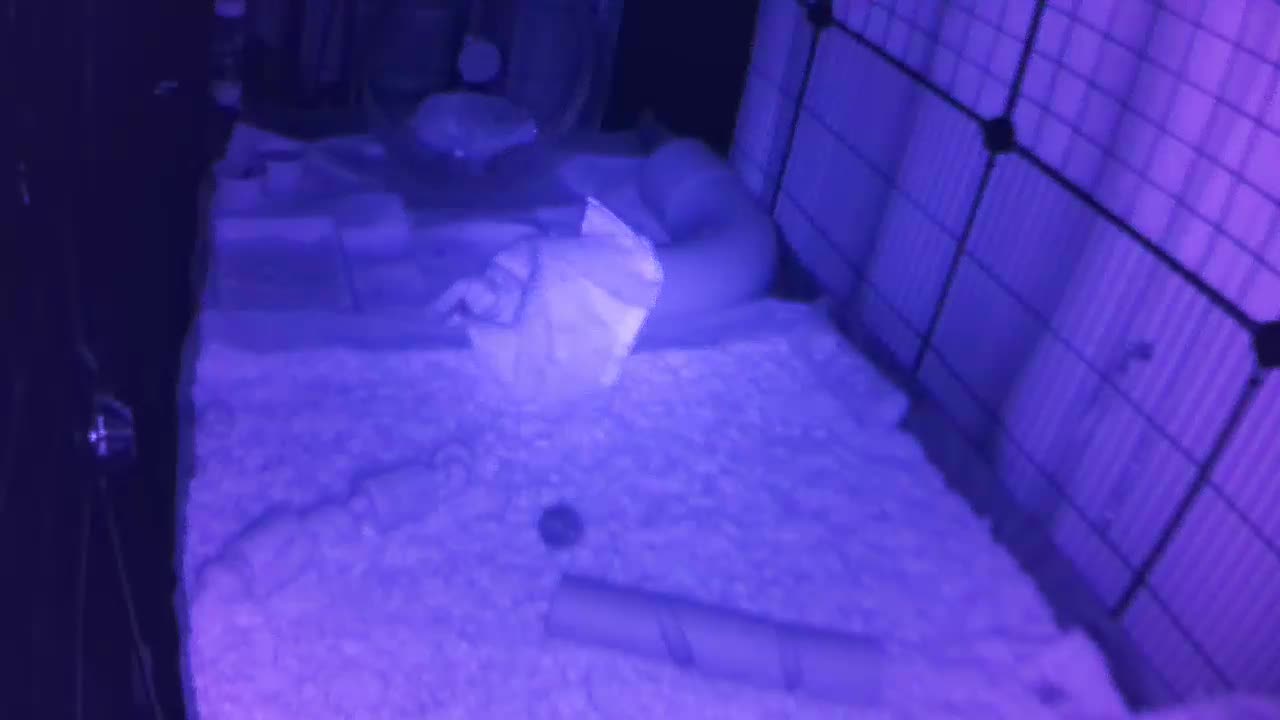 Hedgehog 20250724231758