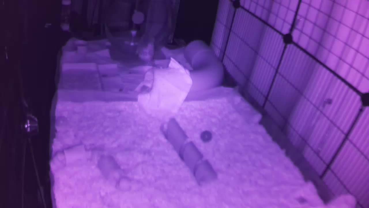 Hedgehog 20250725050204