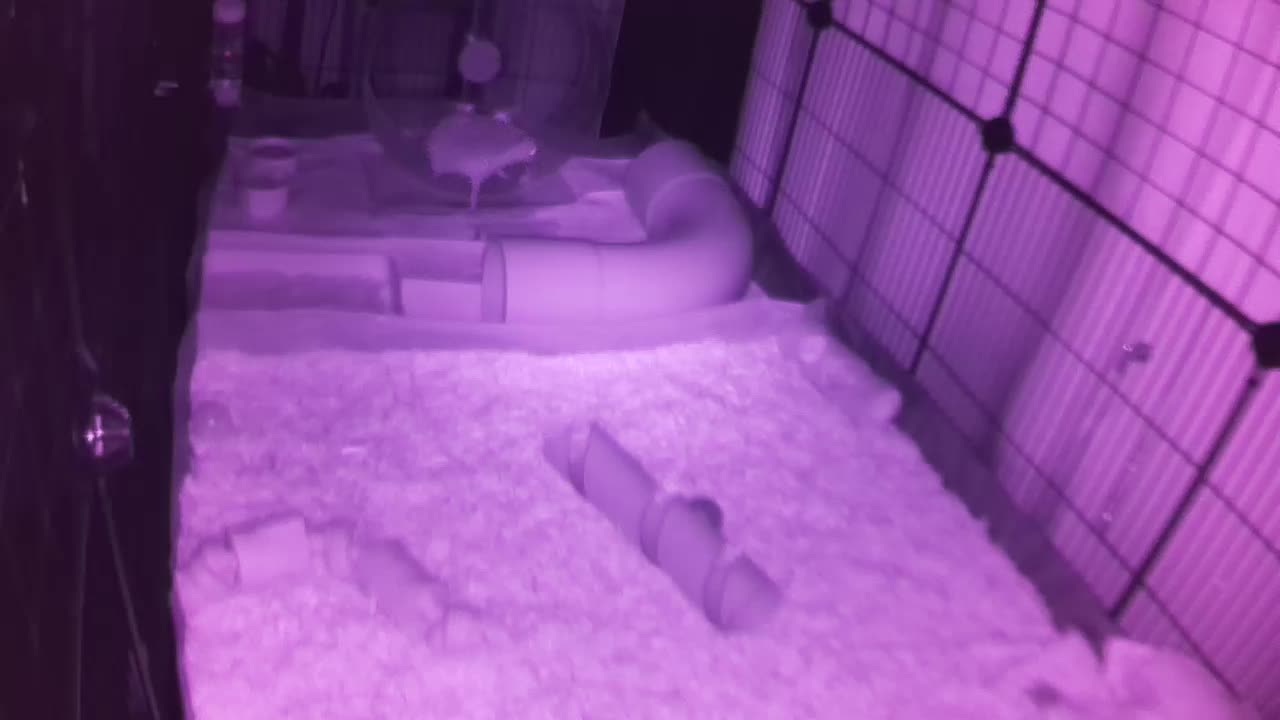 Hedgehog 20250725231229