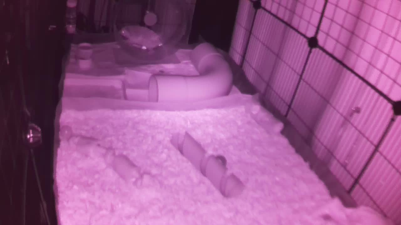 Hedgehog 20250726040637