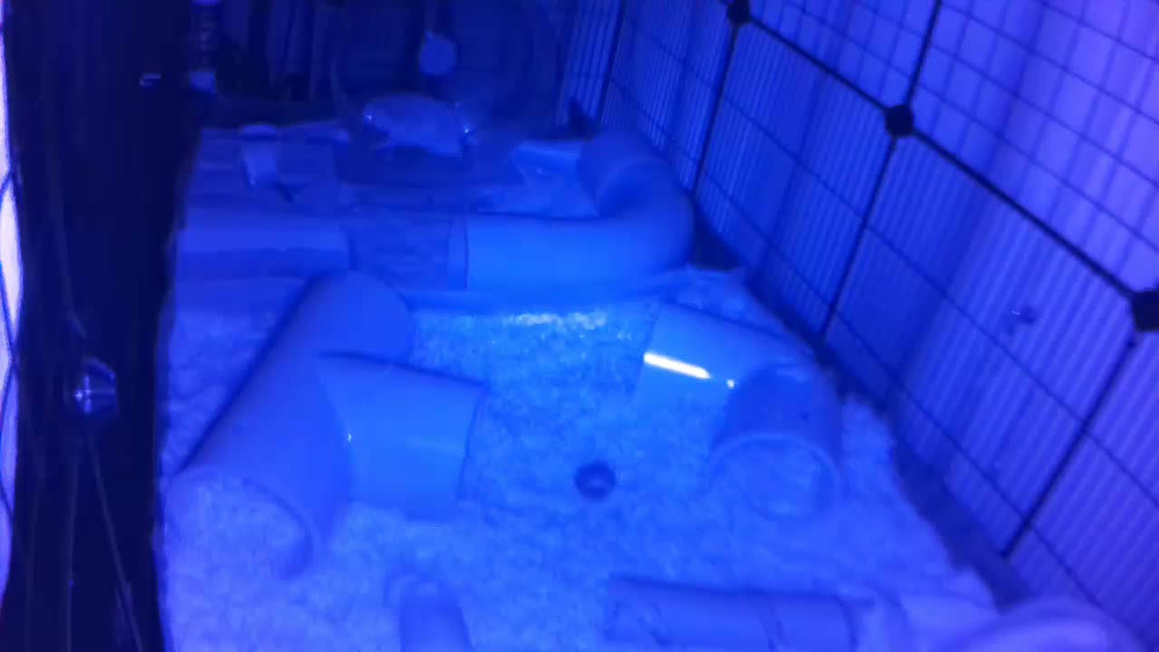 Hedgehog 20250726233146