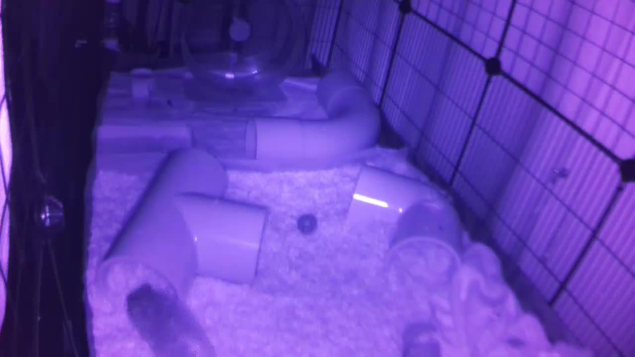 Hedgehog 20250727004531