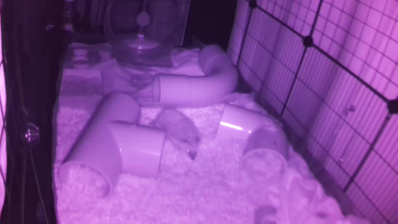 Hedgehog 20250728005321