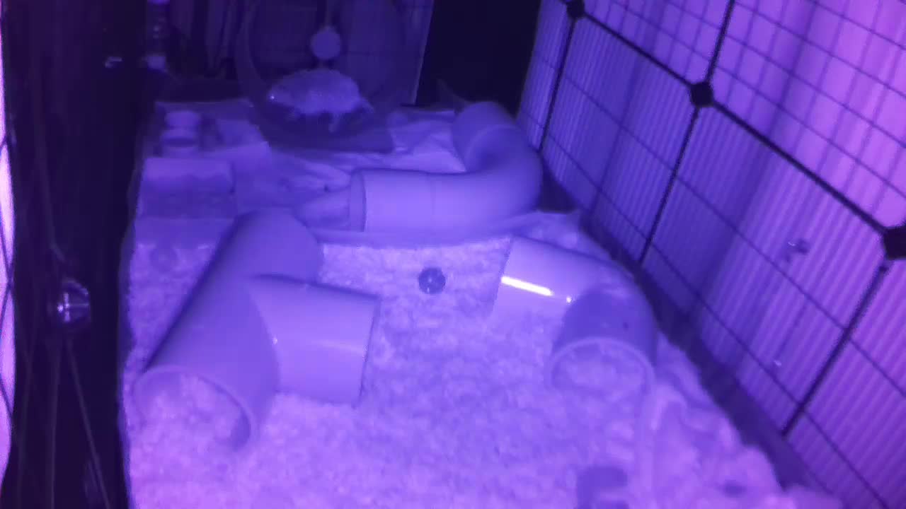 Hedgehog 20250728035031