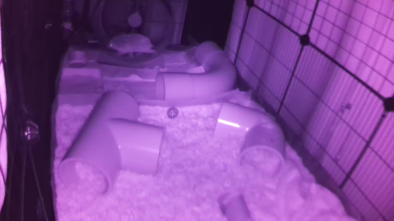 Hedgehog 20250729015408