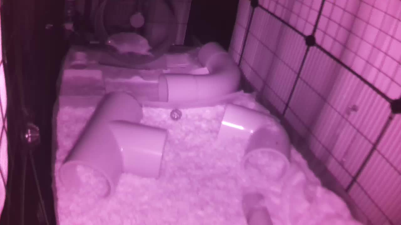 Hedgehog 20250729015917