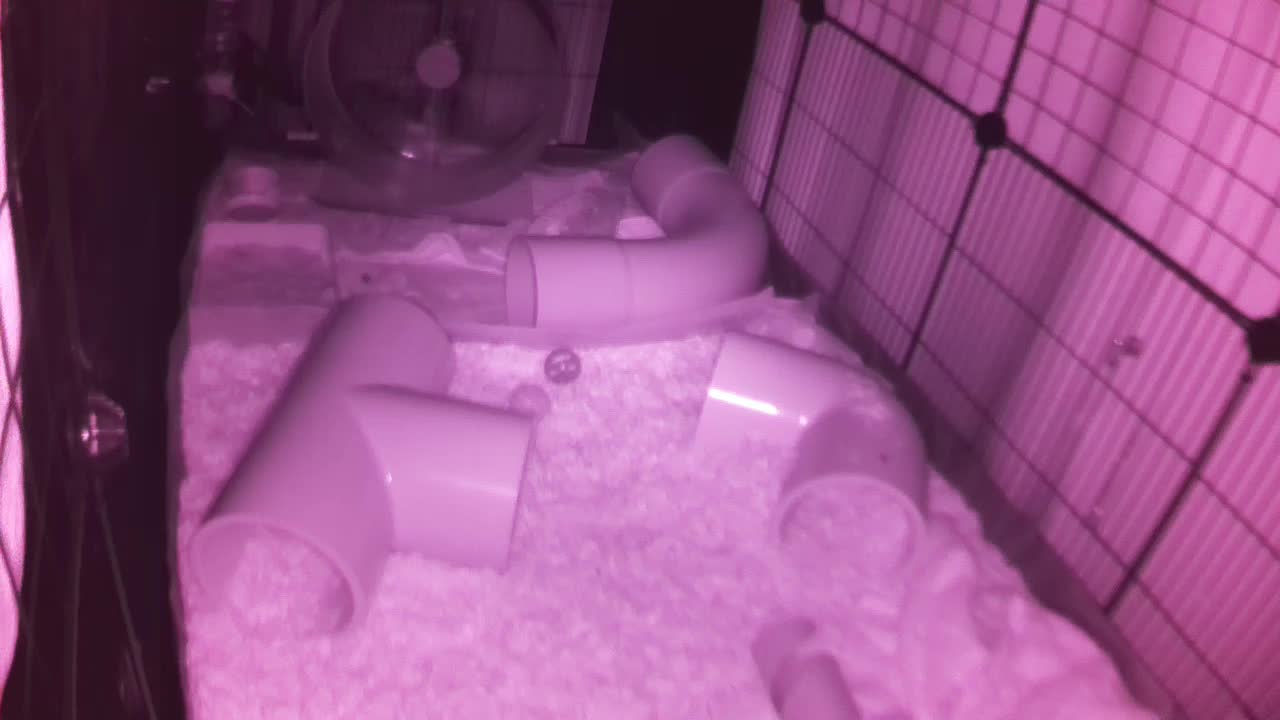 Hedgehog 20250729025530