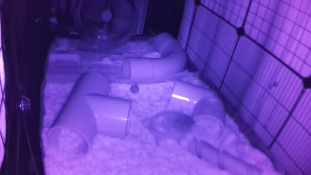 Hedgehog 20250729033131