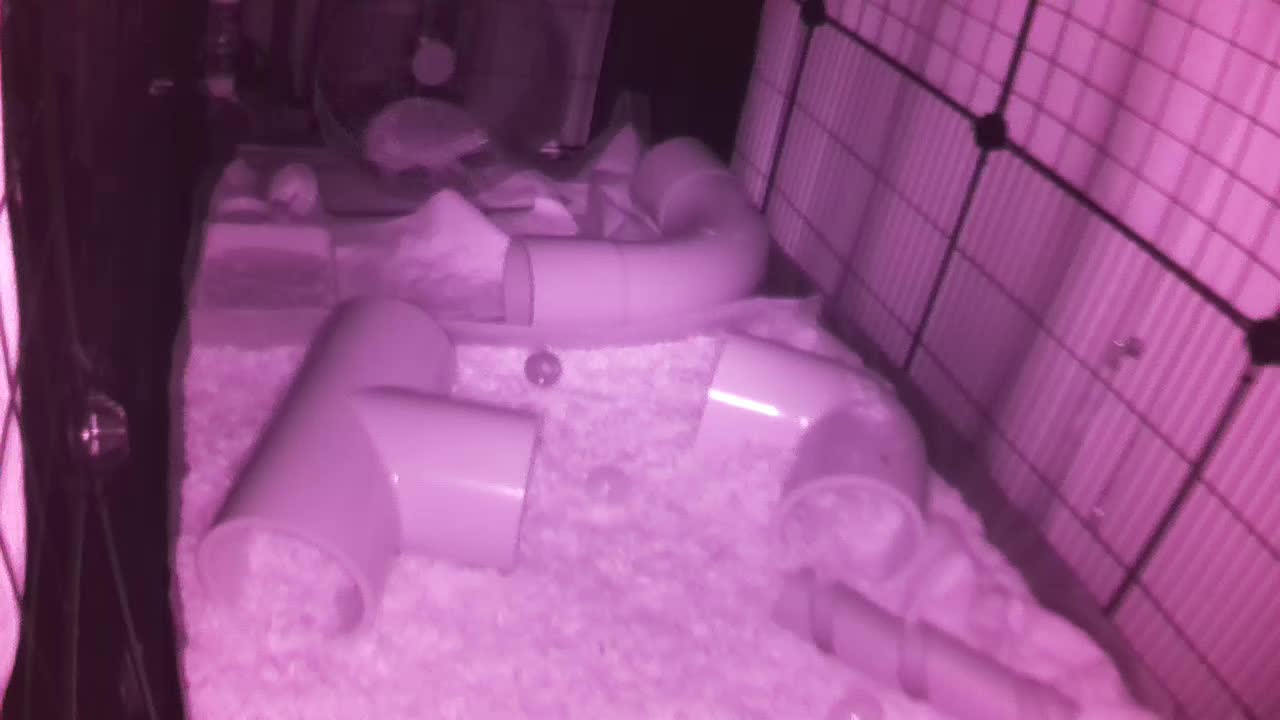 Hedgehog 20250730015531