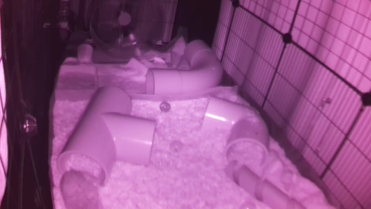 Hedgehog 20250730031814