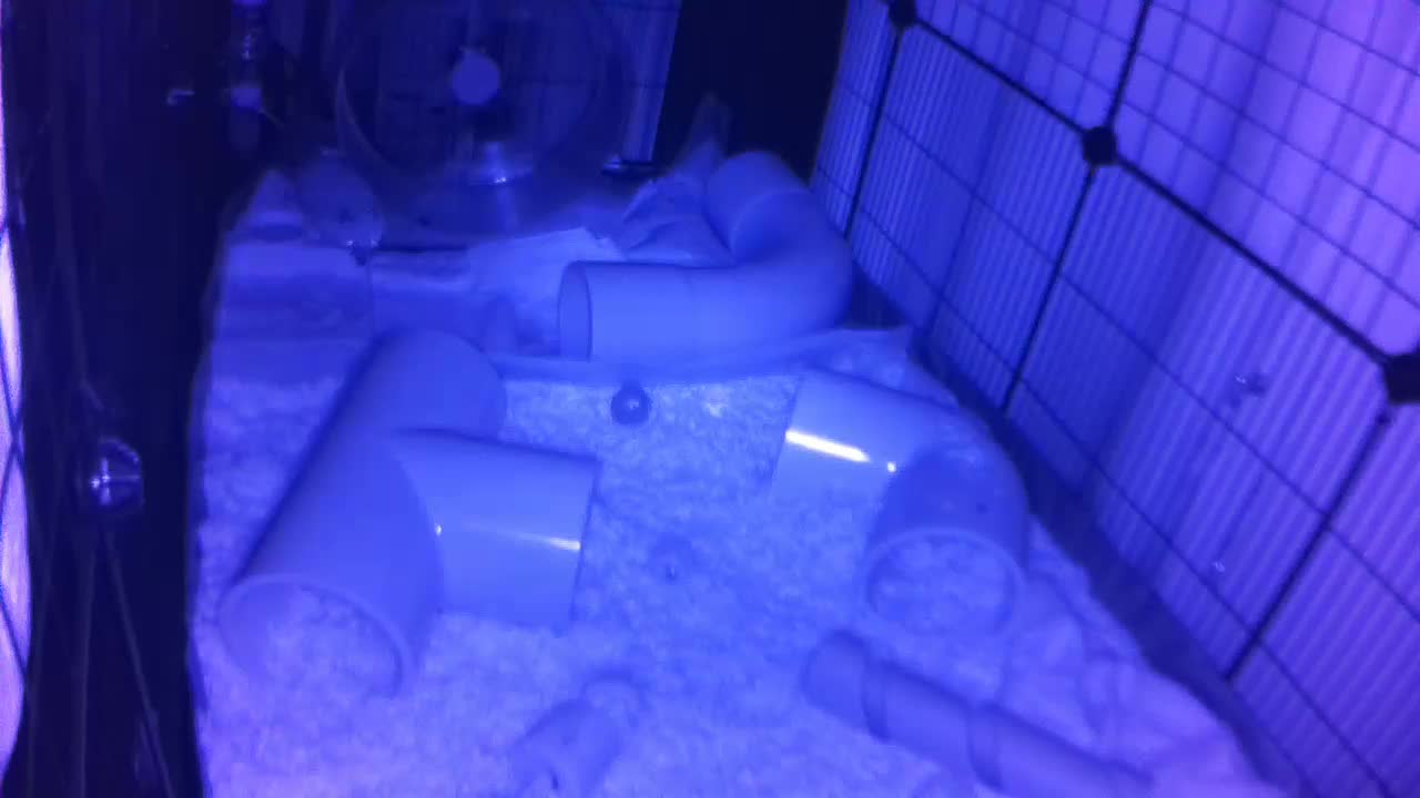 Hedgehog 20250731021706