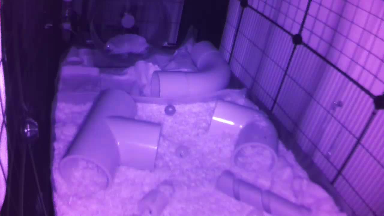 Hedgehog 20250731024932