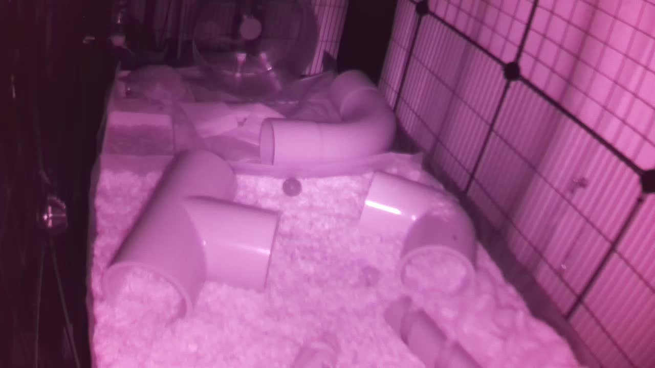 Hedgehog 20250803012632