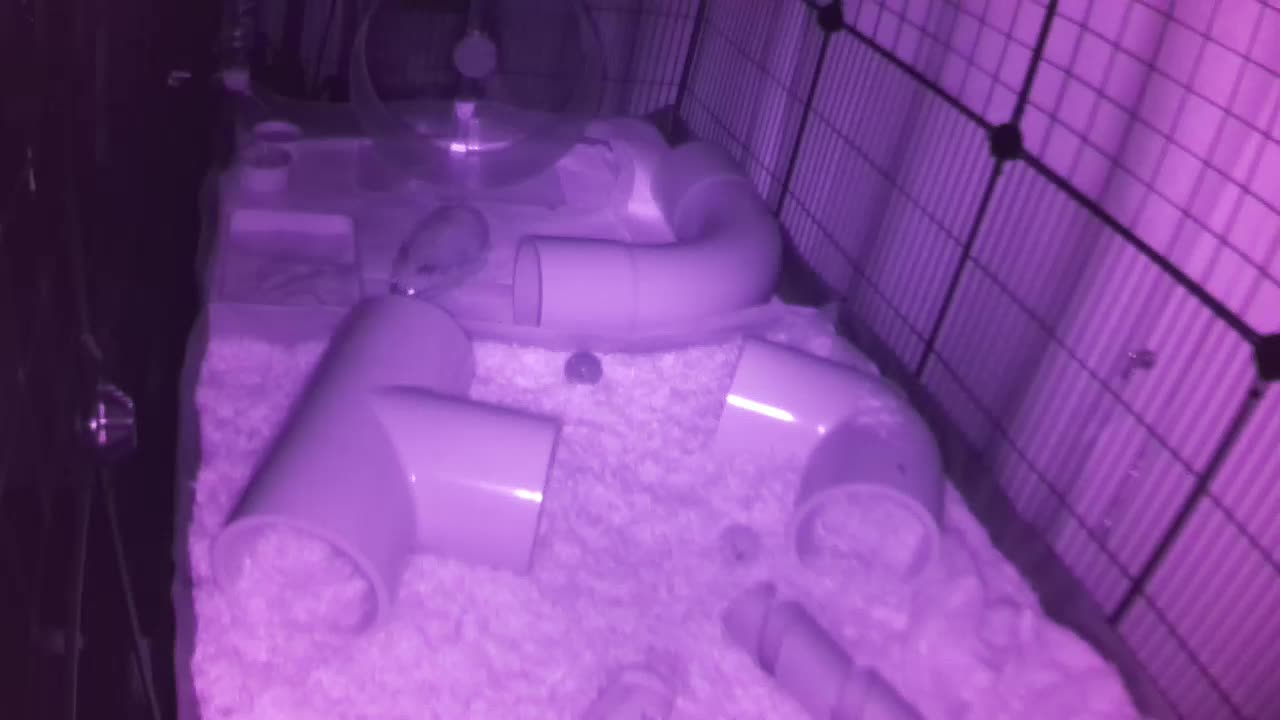 Hedgehog 20250803224136