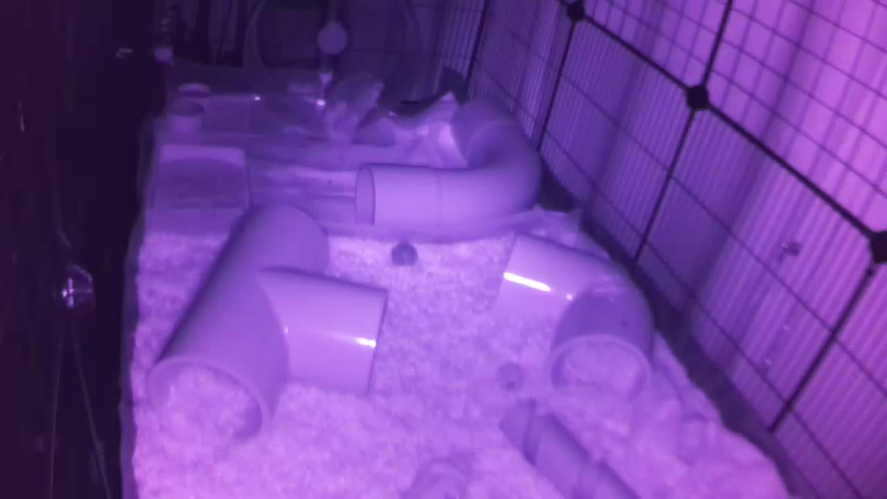 Hedgehog 20250804005410