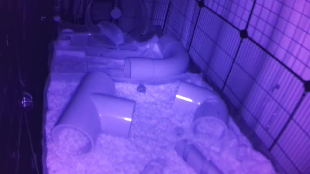 Hedgehog 20250804021726