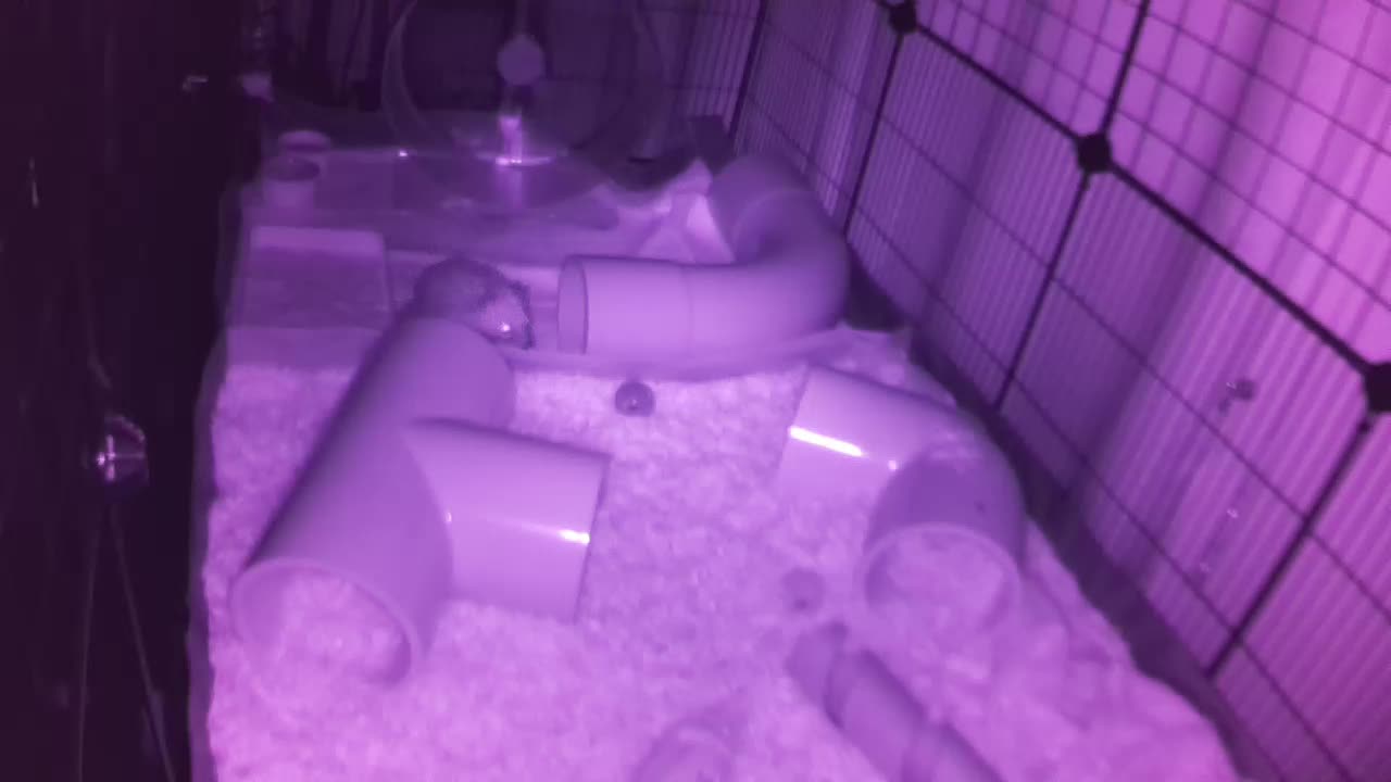 Hedgehog 20250804031953