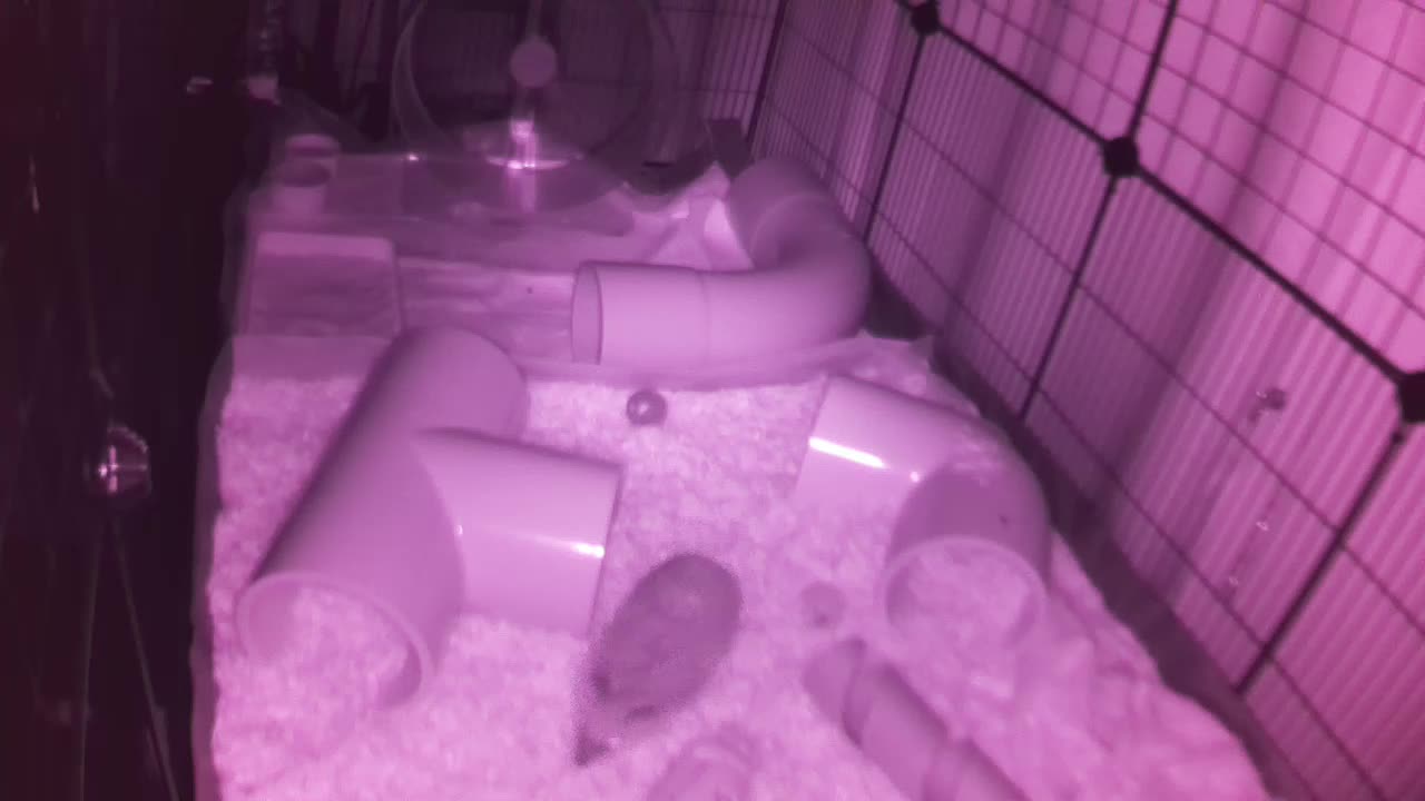 Hedgehog 20250804035824