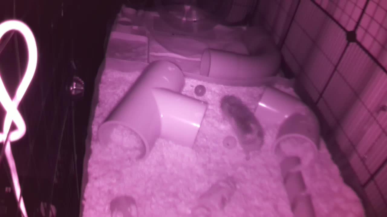 Hedgehog 20250805003008