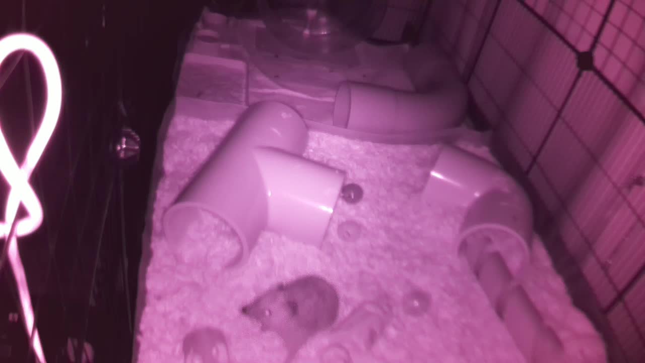 Hedgehog 20250805040930