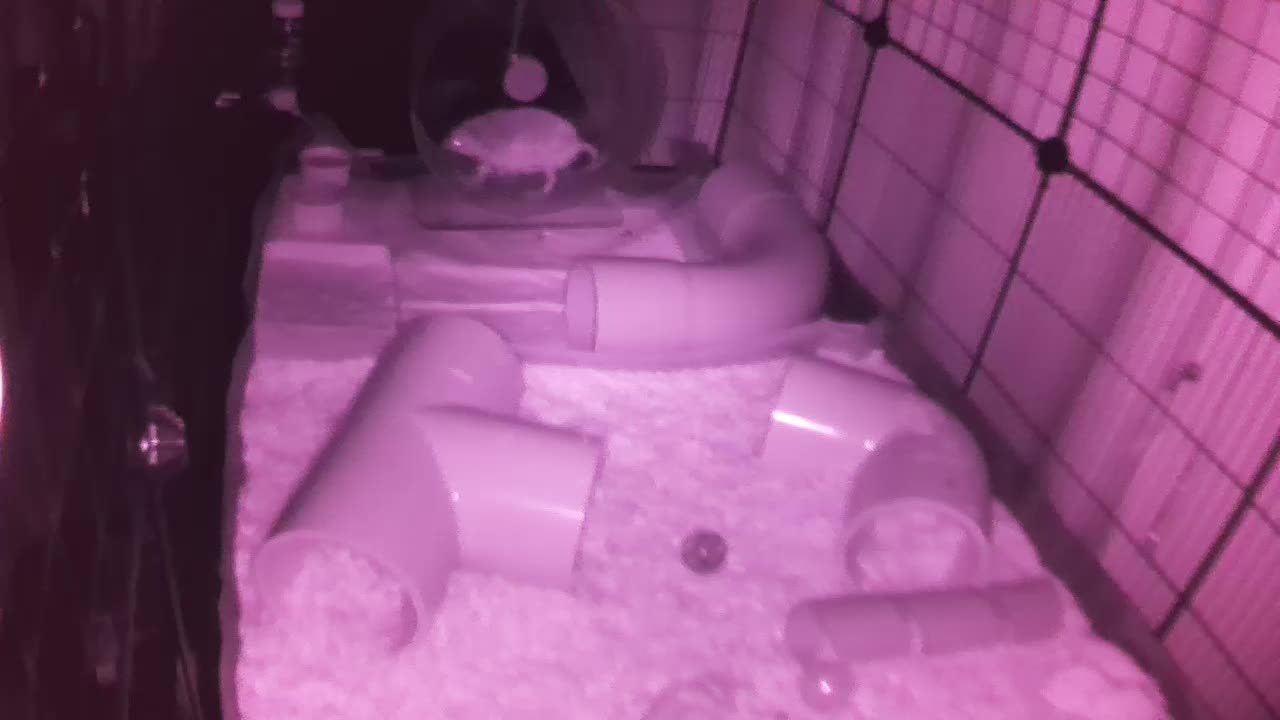 Hedgehog 20250806040339