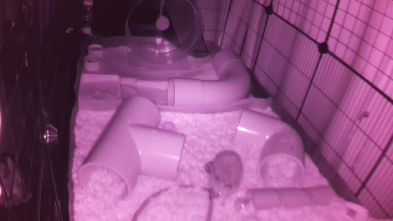 Hedgehog 20250806214303