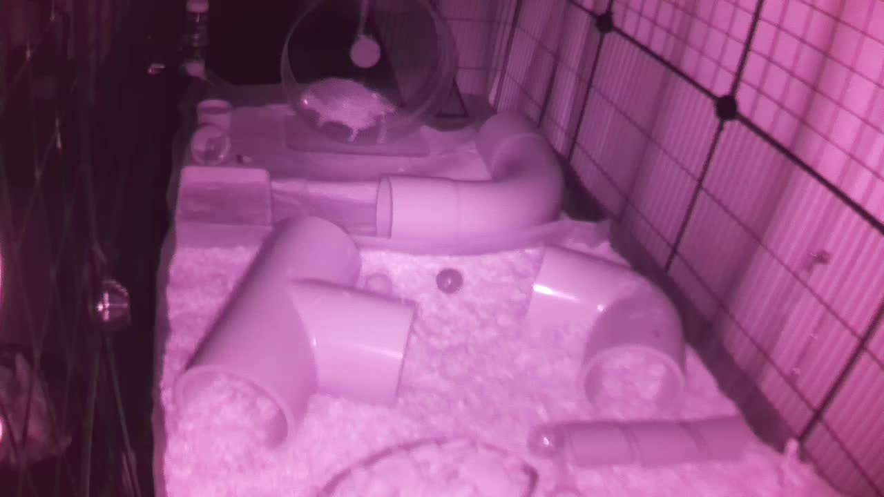 Hedgehog 20250807013326