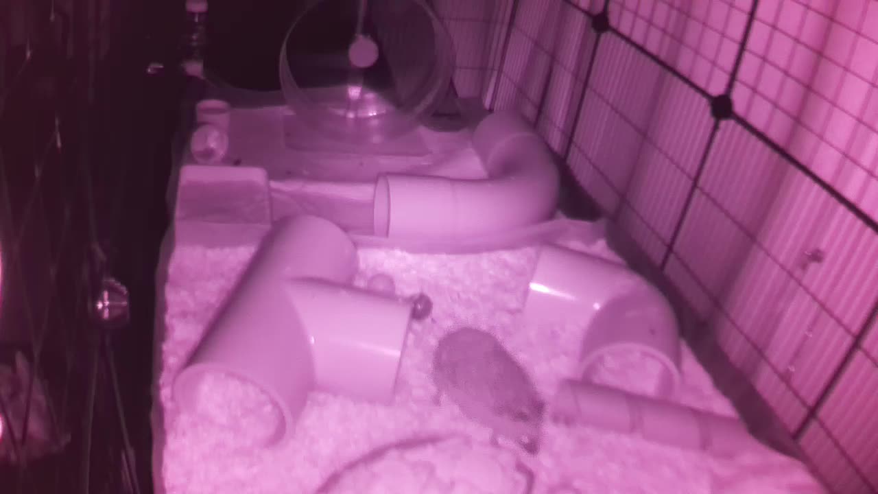 Hedgehog 20250807050011