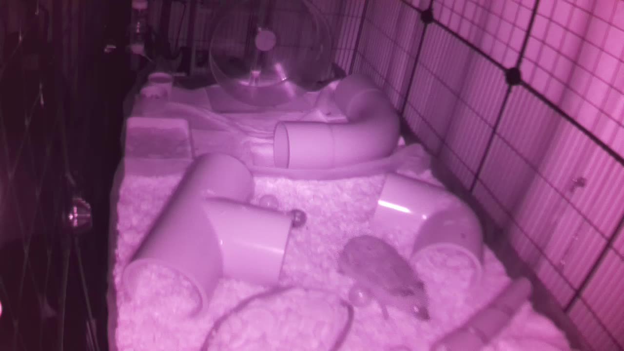 Hedgehog 20250808032206