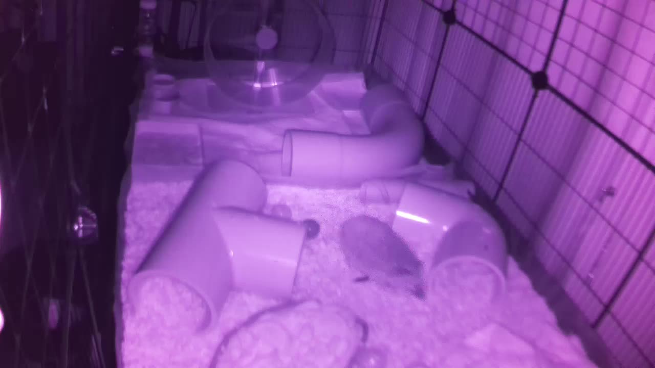 Hedgehog 20250808222851