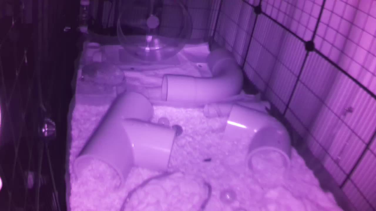 Hedgehog 20250809021056