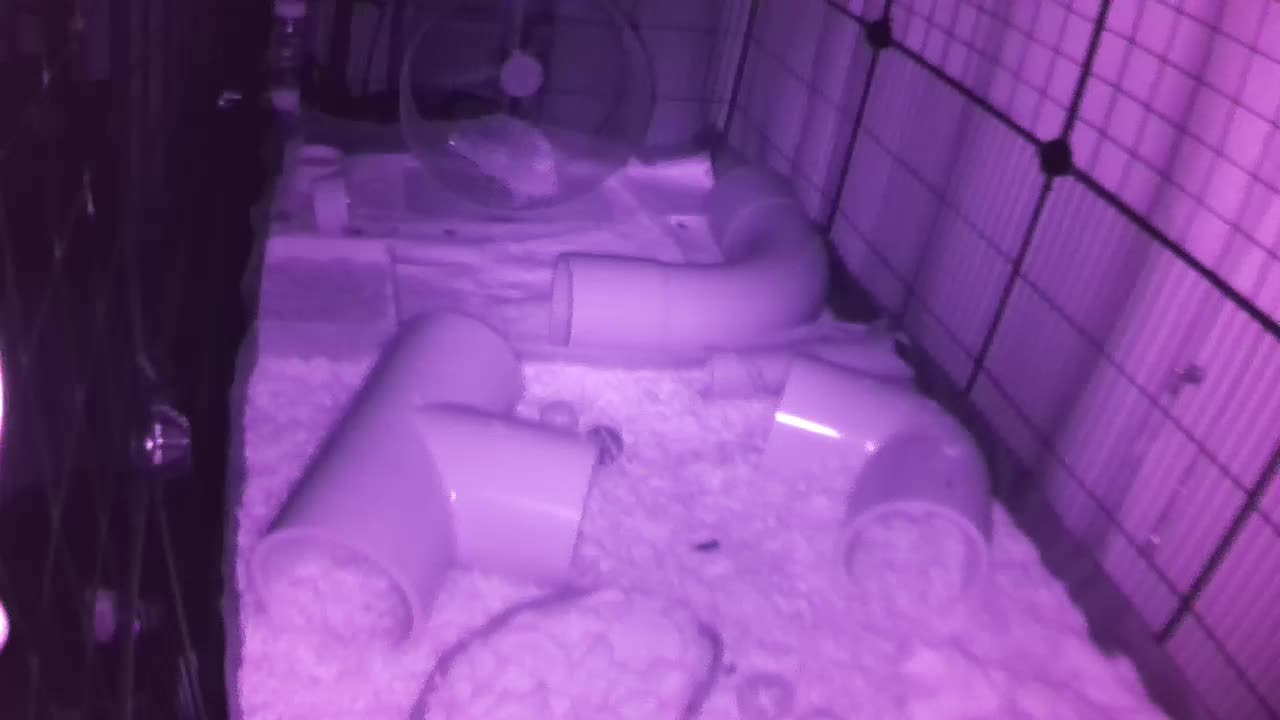 Hedgehog 20250809052557