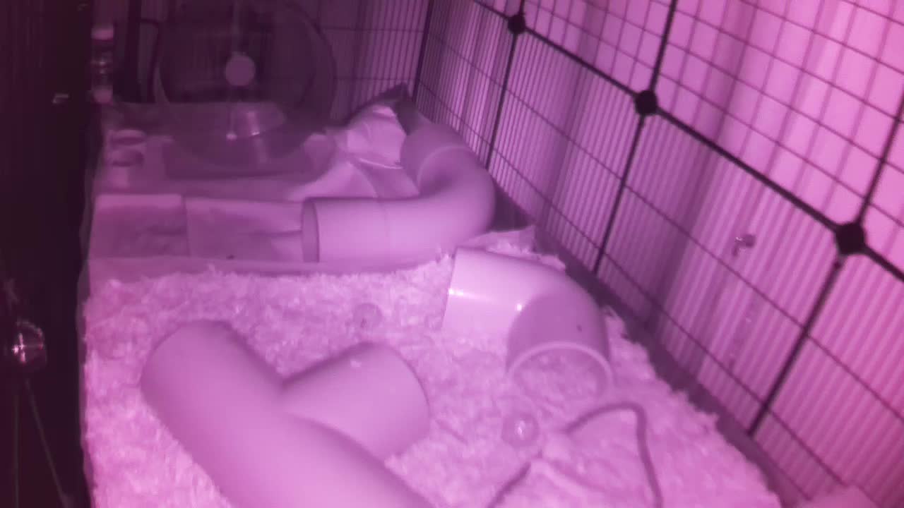 Hedgehog 20250810005948