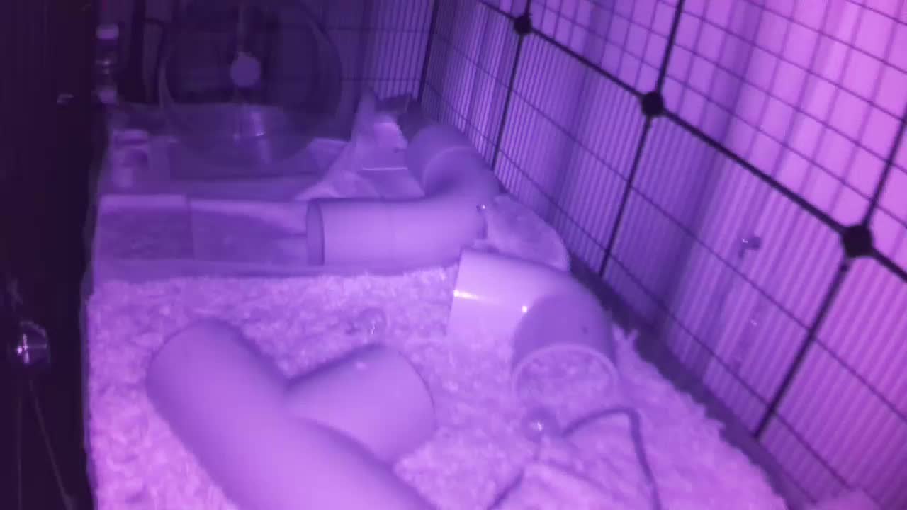 Hedgehog 20250810052924