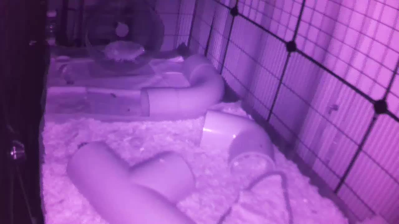 Hedgehog 20250811020736