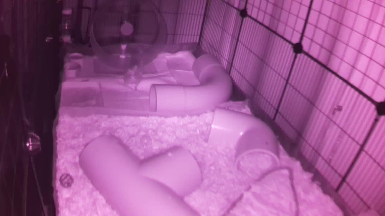 Hedgehog 20250811221920