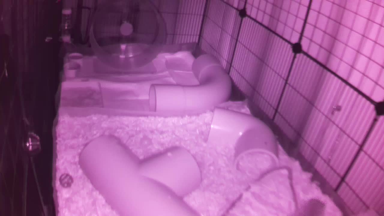 Hedgehog 20250811224032