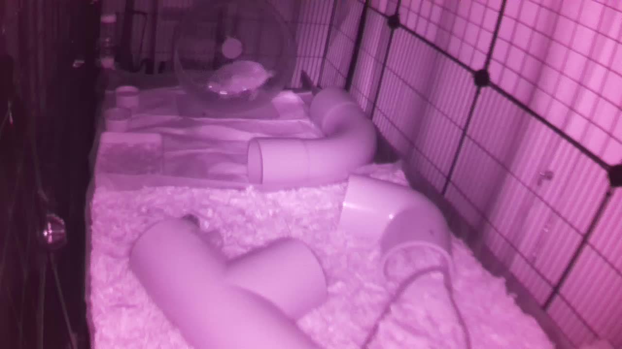 Hedgehog 20250813222145