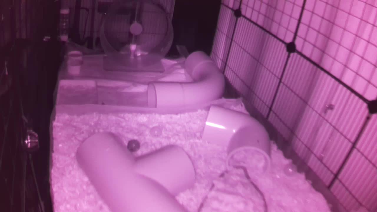 Hedgehog 20250817014028