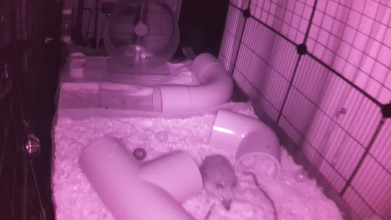 Hedgehog 20250817014600