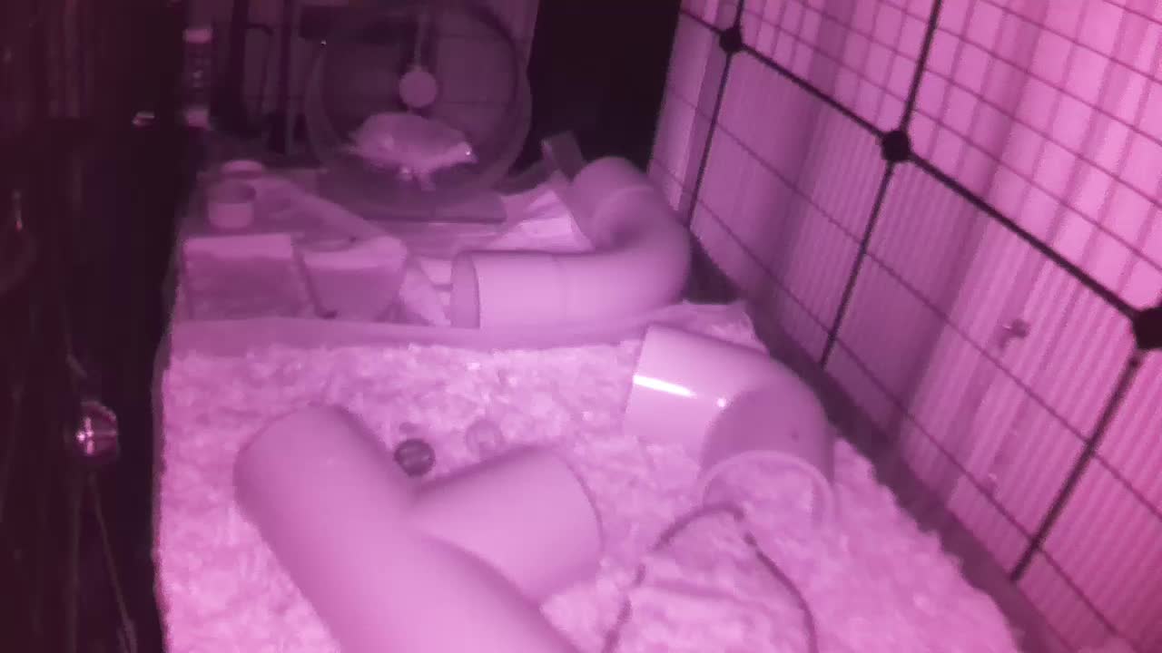 Hedgehog 20250817053149