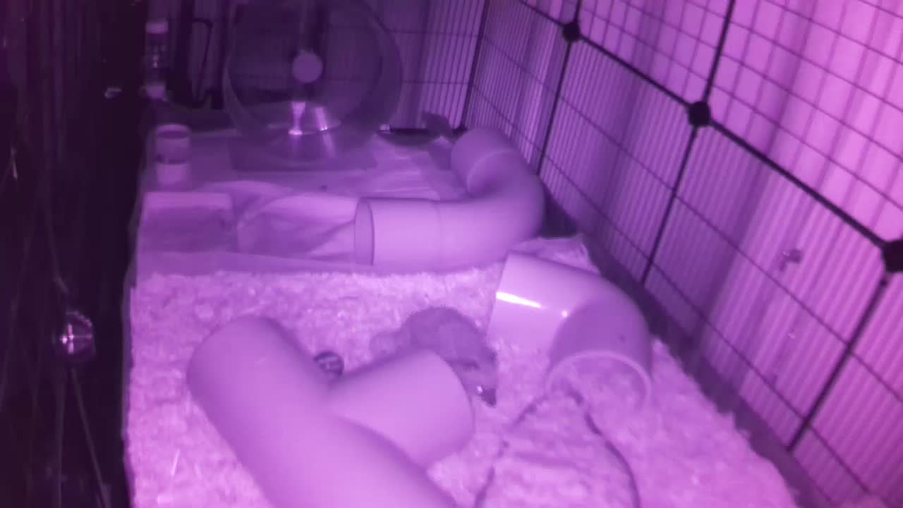 Hedgehog 20250817220542