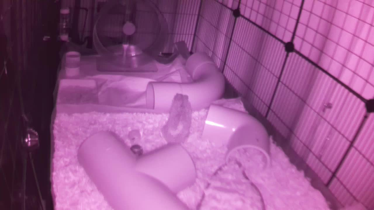 Hedgehog 20250818025634