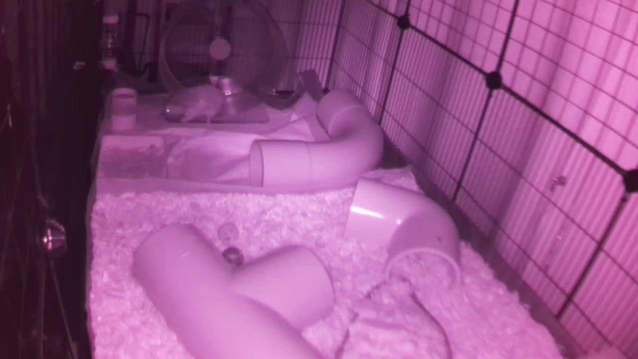 Hedgehog 20250818042943