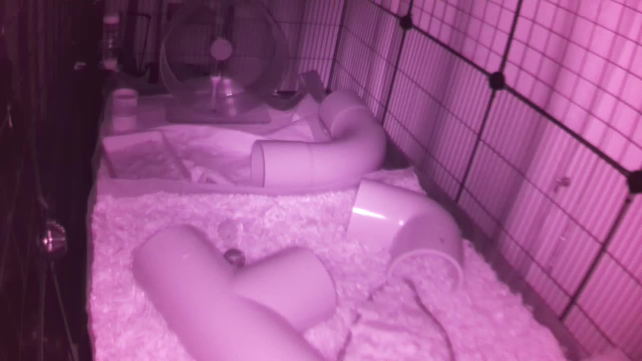 Hedgehog 20250818044815