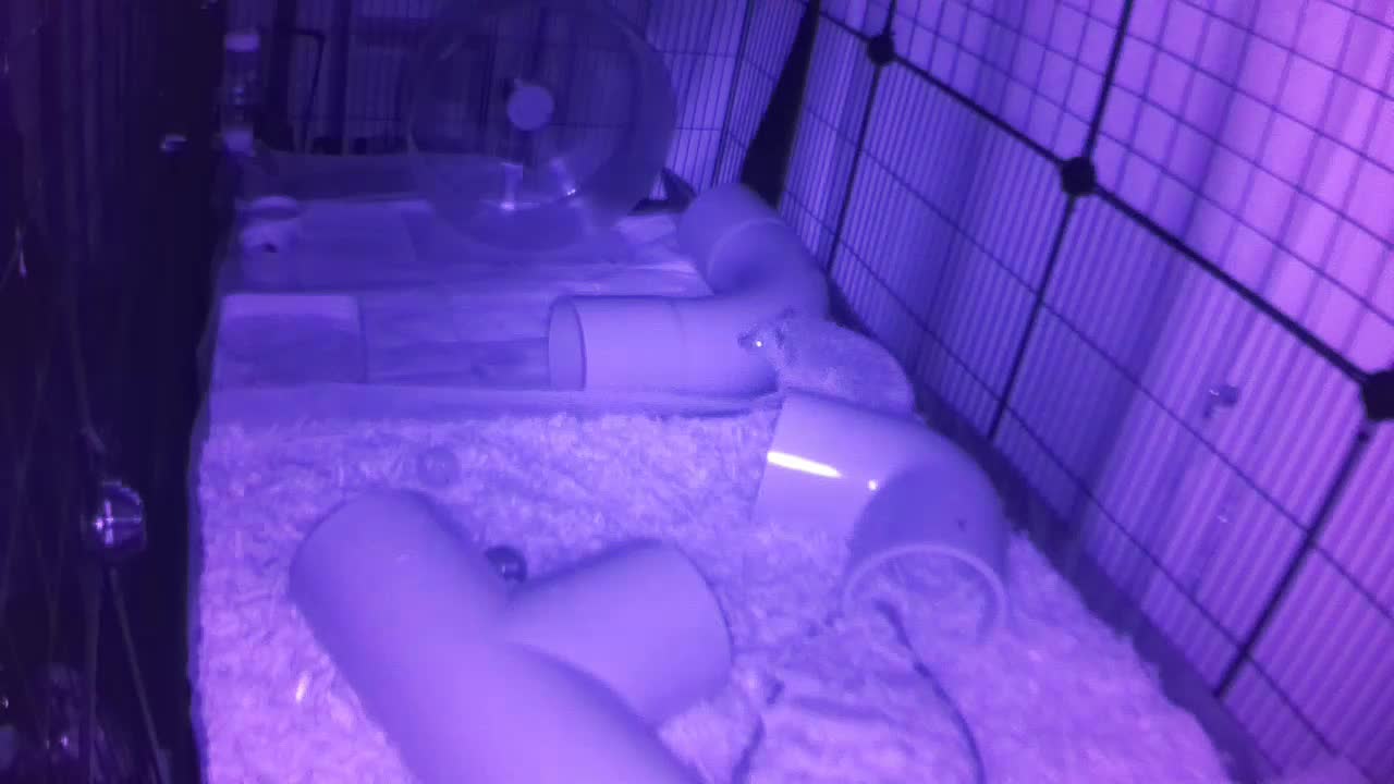 Hedgehog 20250818220747