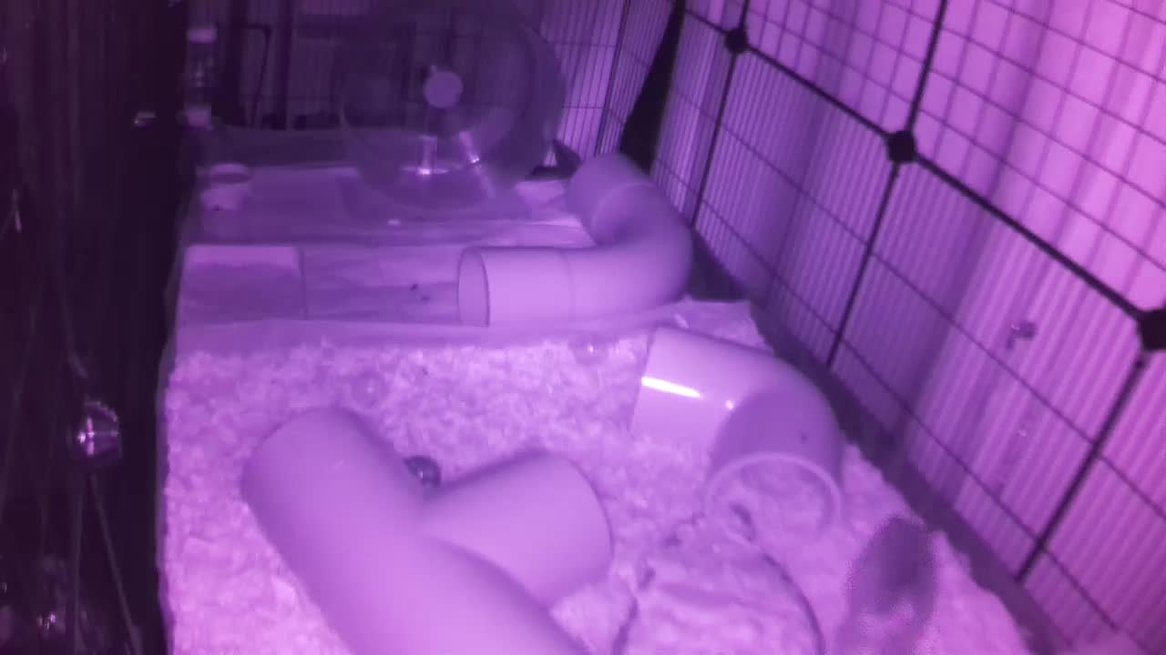 Hedgehog 20250819002059